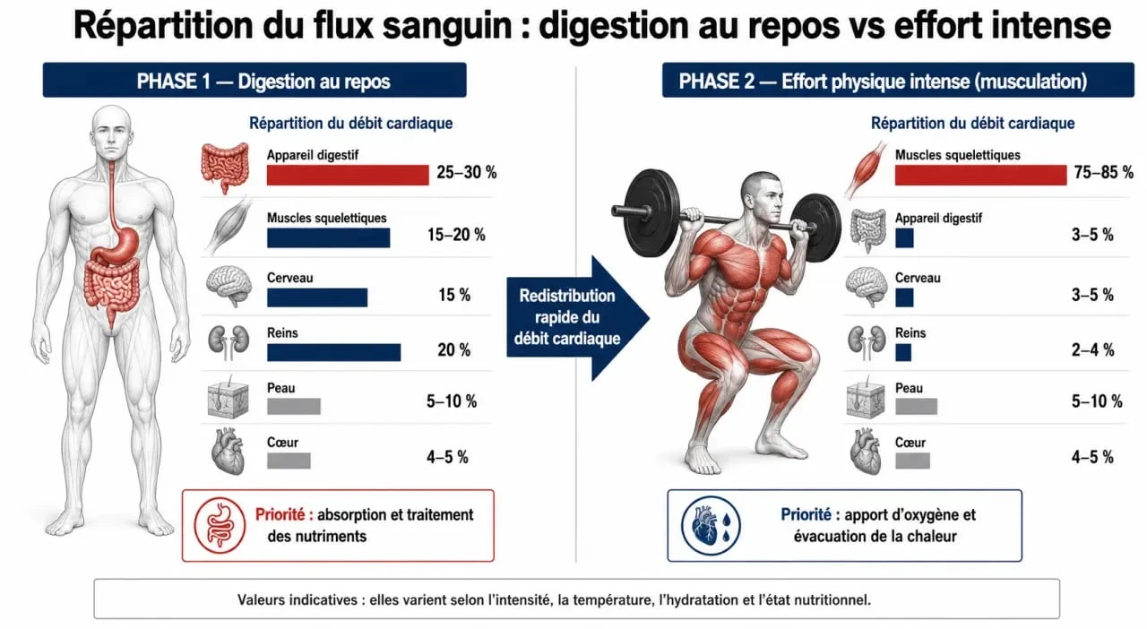 Infographie sur la répartition du flux sanguin pendant la digestion et la musculation après manger