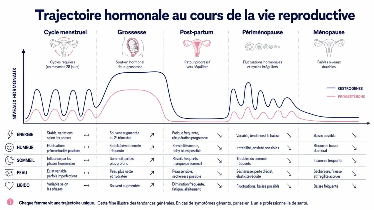 Les effets des hormones chez la femme : schéma des variations hormonales au fil du cycle, de la grossesse et de la ménopause