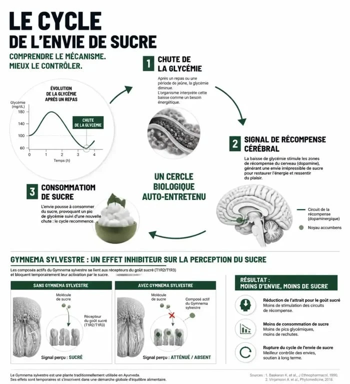 Schéma explicatif du mécanisme des envies de sucre et de l'action du Gymnema sylvestre comme solution pour supprimer l'envie de sucre