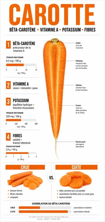 Infographie sur les bienfaits de la carotte : nutriments, vitamines et conseils de consommation pour la santé
