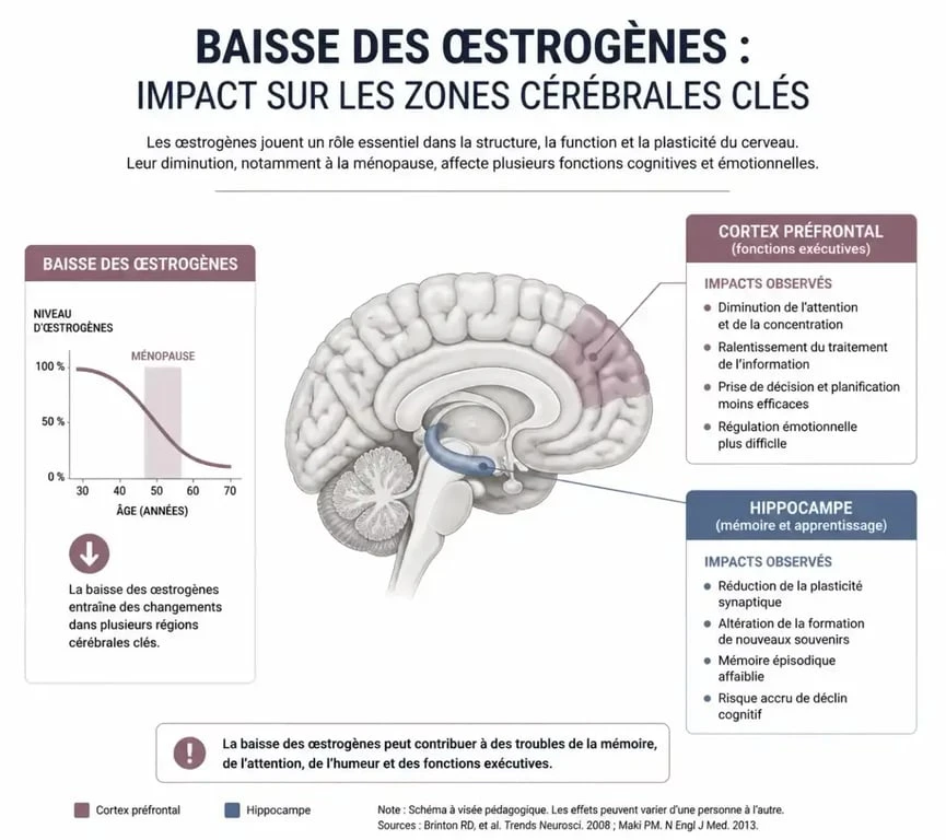 Schéma explicatif du lien entre hormones et brouillard mental à la ménopause