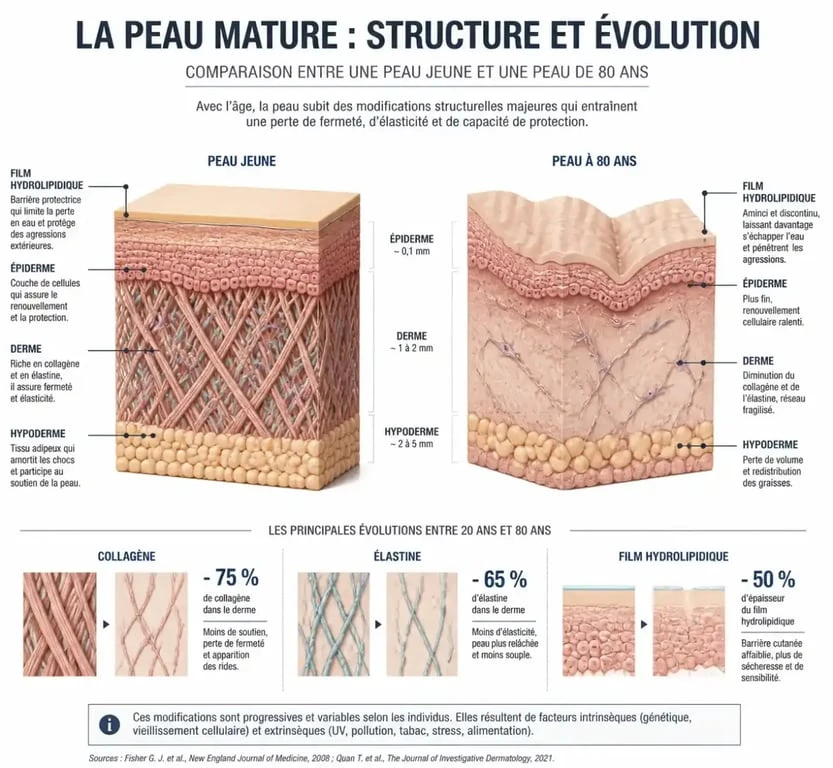 Schéma explicatif du vieillissement cutané et des besoins d'une crème visage pour femme de 80 ans