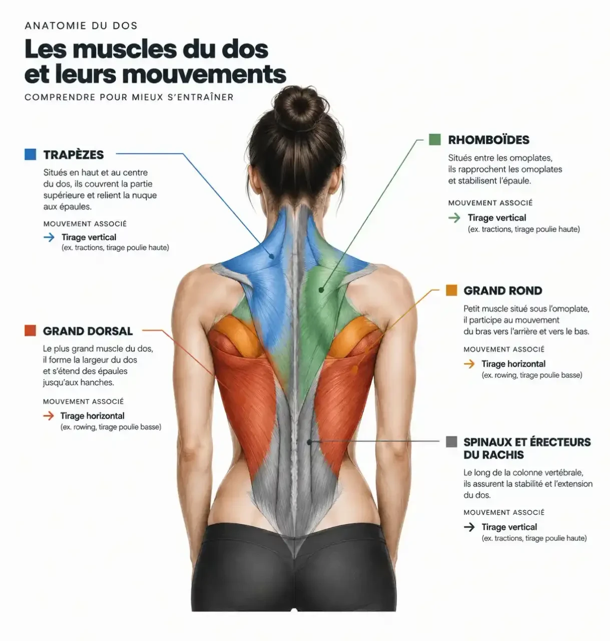 Schéma des muscles du dos chez la femme : grand dorsal, trapèzes, rhomboïdes et spinaux pour muscler son dos